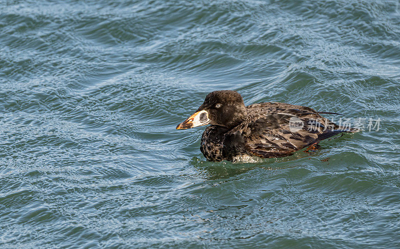 冲浪鸭(Melanitta perspicillata)是一种原产于北美的大型海鸭。成年雄性几乎全黑，前额和颈部有白色斑块。雁形目。博德加湾，索诺玛县，加利福尼亚。